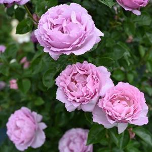 Роза Александра Давид Нил