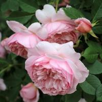 Роза Соня Рикель