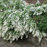 Астра вересковая Шоуфлурри