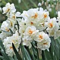 Нарцисс многоцветковый  С. У. Черчиль 10 шт