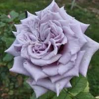 Роза японская Шато Мертию (Замок Черники)