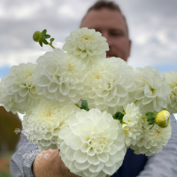 Георгина Орсет Бьюти