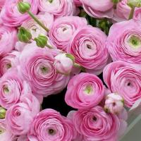 Ранункулюс Elegance Rosa  5 шт