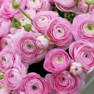 Ранункулюс Elegance Rosa  5 шт