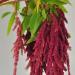 Amaranthus caudatus Смесь семян 200+
