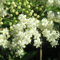 Бузина травянистая (цветки) Применяется при бронхите, кашле, простуде (потогонное), астме. Сильное мочегонное средство при водянке.