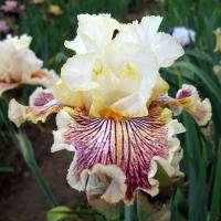 Ирис Инсаниак