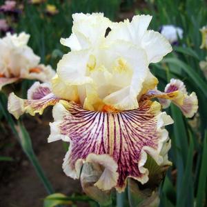 Ирис Инсаниак