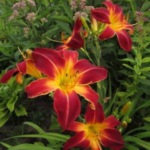 Лилейник Руби Спайдер