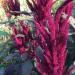 Amaranthus paniculatus Рубин семян 100+