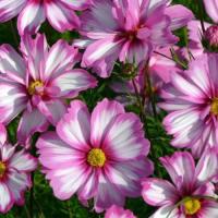 Cosmos Косимо Коларет семян 25+
