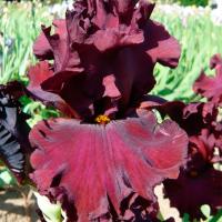 Ирис Кеннобол