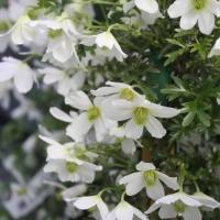 Клематис Мария Корнелия (3я группа)