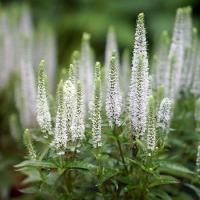 Вероника длиннолистная Шнееризен