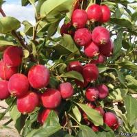 Яблоко дикое (плоды) Отвар пьют при  колитах, хронических запорах, при мочекаменной болезни, подагре, ревматизме