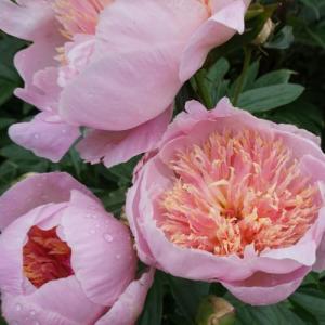 Пион Оранж Лейс