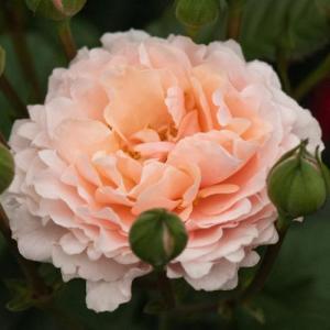 Роза Твиггиc роуз