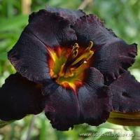 Лилейник Лонгфилдс Блек Меджик