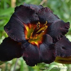 Лилейник Лонгфилдс Блек Меджик