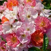 Роза мускусная Экла де Амбр