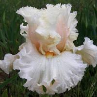 Ирис Кошечка