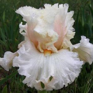 Ирис Кошечка