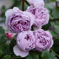 Роза японская Лавандовый букет (плетистая)