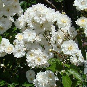 Роза мускусная Гирлянд Амур