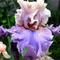 Ирис Фешн Олерт