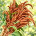 Amaranthus paniculatus Цитрин семян 100+