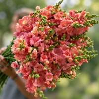 Antirrhinum F1 Monaco Rose ( семян 50+)