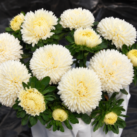 Aster Beautiful Day Креми Вайт - семян 100+