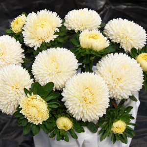 Aster Beautiful Day Креми Вайт - семян 100+