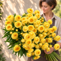 Helichrysum Золотой  - семян 200+