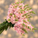 Antirrhinum Opus F1 Pink ( семян 50+)