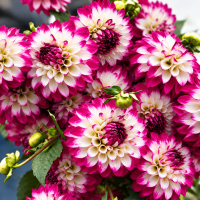 Георгин "вечноцветущий" М.Р. Биколор (серия Лабелла )