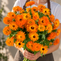 Calendula Калексис Оранж семян 25+