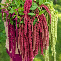 Amaranthus caudatus Смесь семян 200+