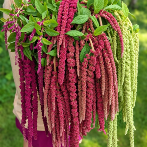 Amaranthus caudatus Смесь семян 200+