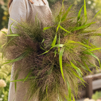 Злак Паникум зимостойкий Скво