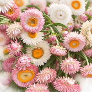 Helichrysum Серебрянный - семян 200+