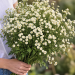 Pyrethrum Виктори Квин Вайт семян 20+