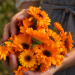 Calendula Ред Виз Блек Центр семян 50+