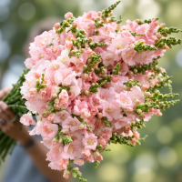 Antirrhinum Opus F1 Pink ( семян 50+)