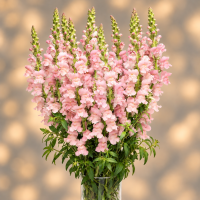 Antirrhinum Opus F1 Pink ( семян 50+)