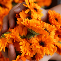 Calendula Ред Виз Блек Центр семян 50+