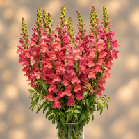 Antirrhinum F1 Monaco Rose ( семян 50+)