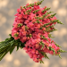 Antirrhinum F1 Monaco Rose ( семян 50+)
