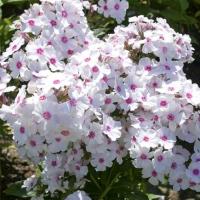 Флокс Нирвана