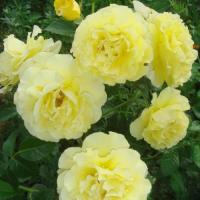 Роза плетистая Голден Гейт